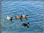 foto Lago di Caldonazzo